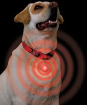 Spotlit on Dog Collar